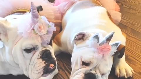 English Bulldogs Daisy Mae and Dixie Lou