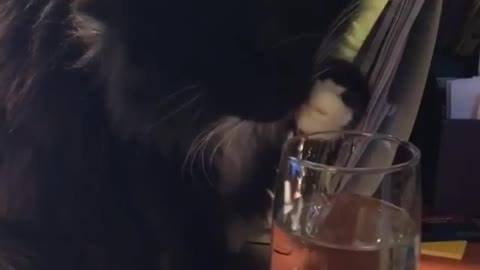 Black cat dips hand inside of glass of water and drinks it off paw