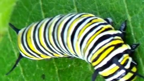 Monarch Butterfly Caterpillar