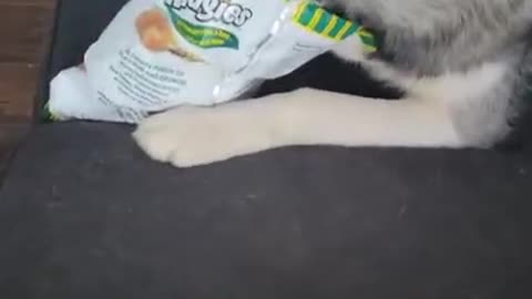 Husky Caught In The Act Eating Chips 😂😂