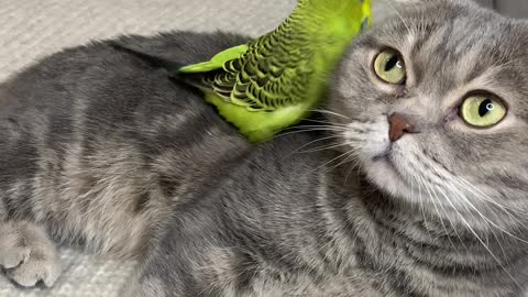 Birdie Climbs All Over Feline Best Friend