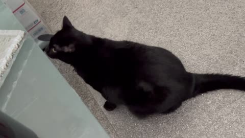 Adopting a Cat from a Shelter Vlog - Cute Precious Piper is a Self Starter