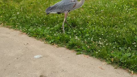 Blue Heron eating my catch