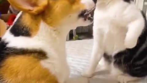 Cat and dogs fight