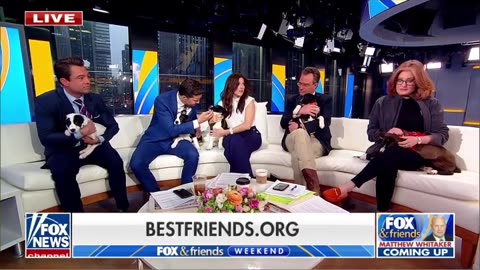 10-week-old adoptable puppies join ‘Fox & Friends Weekend’ #shorts