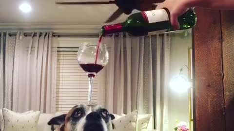 Dog balances wine glass on head