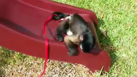 Capuchin monkey knows exactly how to use slide