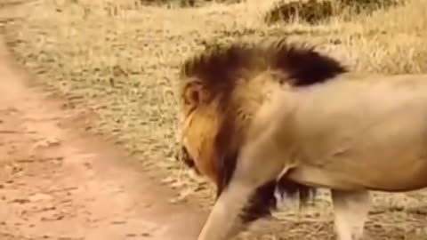 The male lion wants to surprise the female lion with a result........