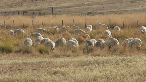 Sheep Farming Agriculture Rural Landscape Australia