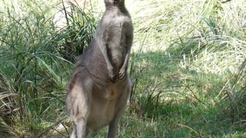 kangaroos: WARNING DANGEROUS