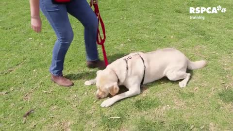 How to train your dog to sit and drop