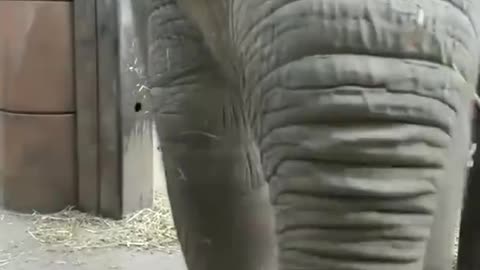 Baby eliphant