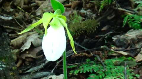 Lady Slipper