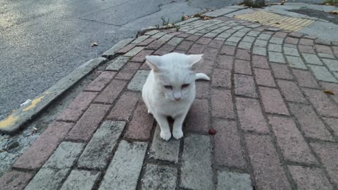 Angry White Cat throws a tantrum when she sees another cat in her area