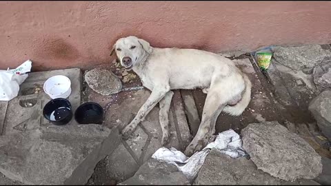 Crying Dog #cat #dog #catlover #doglover #animals #pets #instastrays