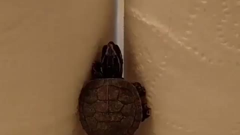 Turtle tries to climb