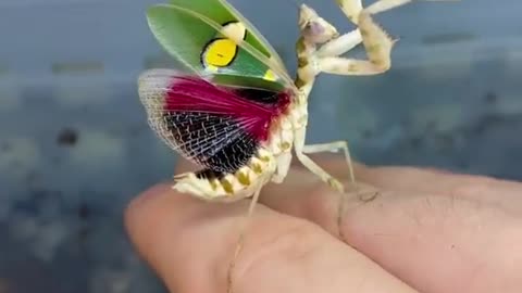 united states mantises