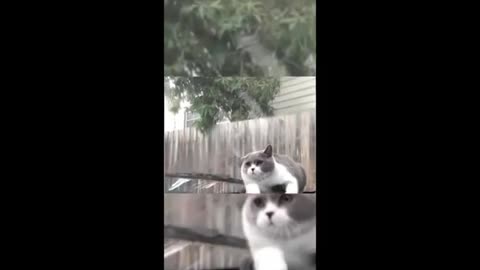 Funny animals - Funny cats/ dogs - Funny animal videos 2024