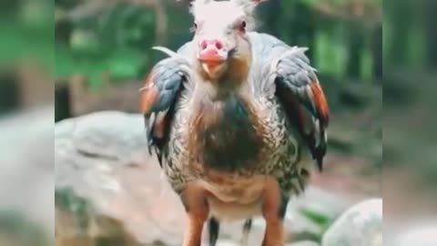 Chicken with a sheep head