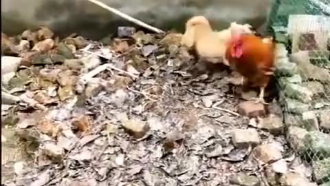 Funny video of Chicken Vs Dog