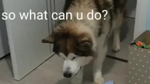 Husky dog's funny talk to a cute baby#shorts