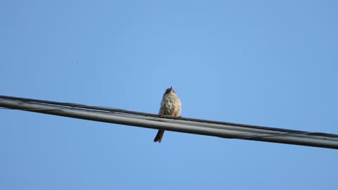 Carolina Wren Bird Call