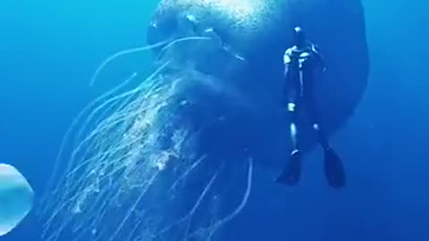 Sea jellyfish