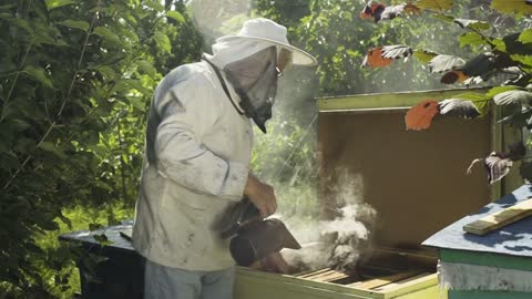 Beekeeper in protective veil and hat fumigate bee hive with hive smoker