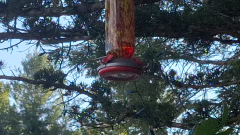 A hummingbird feeding! :) Nature is amazing!