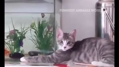 funny pets