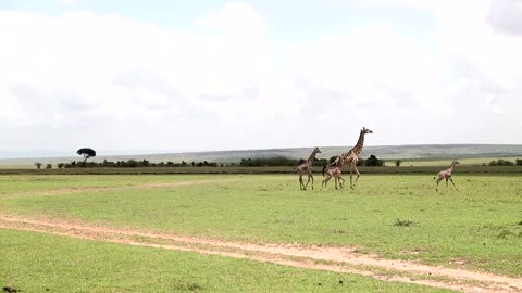 Giraffe GPS: how Kenyan rangers track the animals