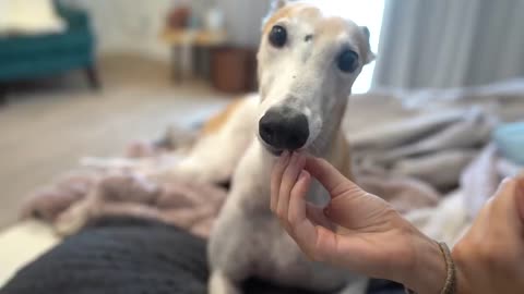 Bunny eating things politely | dog birthday