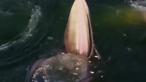 Eden's wale trap feeding in the gulf of thailand