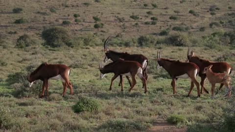 El tiempo se agota para evitar la sexta extinción masiva del planeta, según ONU