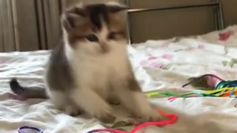 Funny cute cat