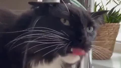 Cat drinks water meme