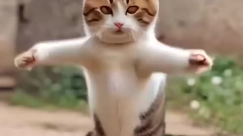 Cat Dance 😂 #shorts #cat #pet #dance #comedy