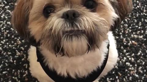 Shihtzu Missing his human friends