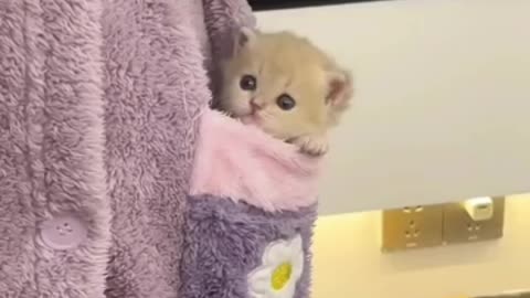 Little cute cat