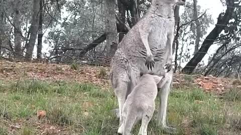 Joey Plays Out of The Pouch for a Bit