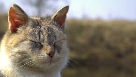 A cat of beautiful three-color color. Outdoors in the grass resting