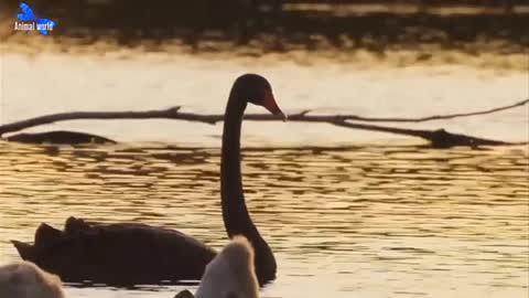 Beautiful Bird Flying