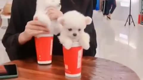 Cute Pomeranian puppies videos Want to exchange with coffee ? Funny dog videos #shorts