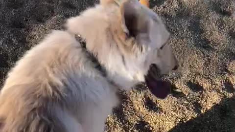 Training My Dog at dog park