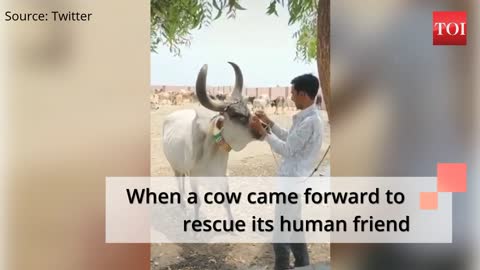 A cow rescue his friend