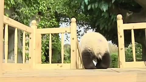 Cute pandas playing on the slide