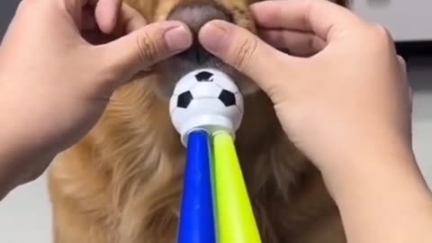 Golden retriever Dog Cute 🥰 & Funny Moment 😁