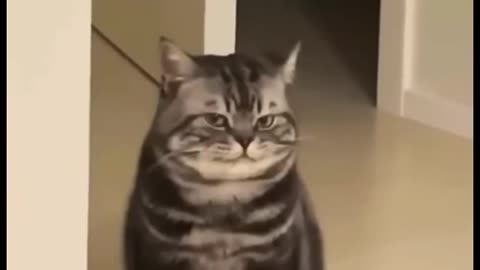 Cats funny video 🤣😅🤣