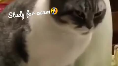 🤣LAUGH TO FAINT😹CATs will make you LAUGH all day😹 - Funny Cats Life