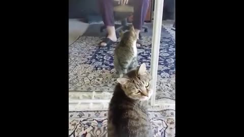 Animals Seeing Themselves For The First Time!